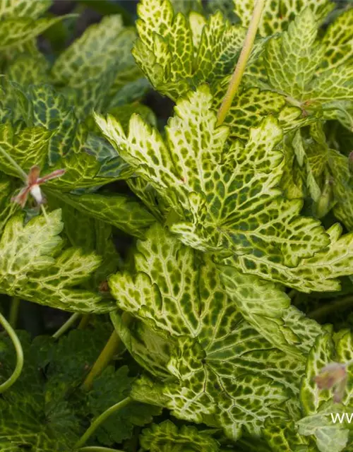 Geranium phaeum 'Conny Broe'