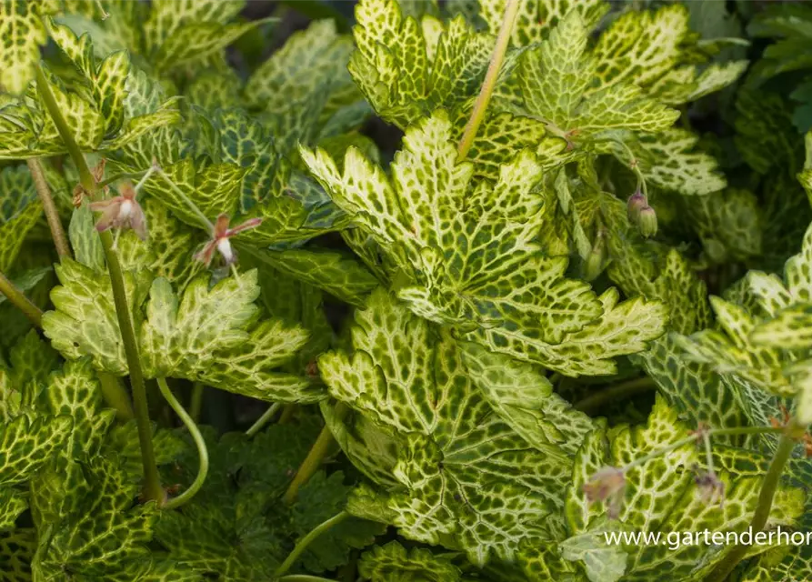 Geranium phaeum 'Conny Broe'