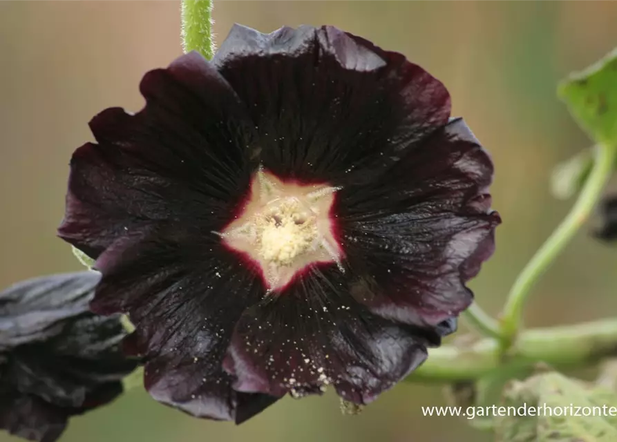 Garten-Stockrose 'Nigra'