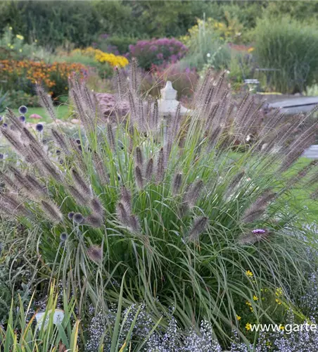 Garten-Federborstengras 'Red Head'