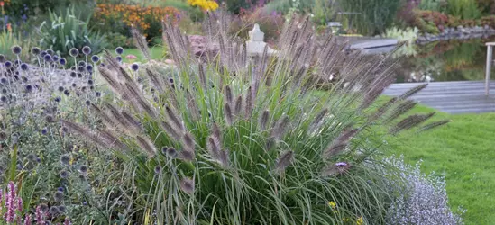 Garten-Federborstengras 'Red Head'