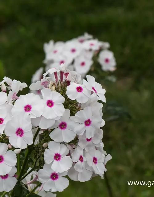 Hohe Garten-Flammenblume 'Kirmesländler'