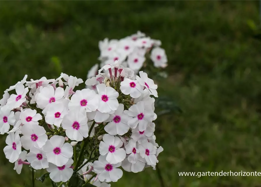 Hohe Garten-Flammenblume 'Kirmesländler'