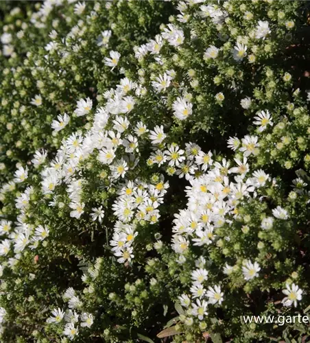 Garten-Teppich-Aster 'Snow Flurry'