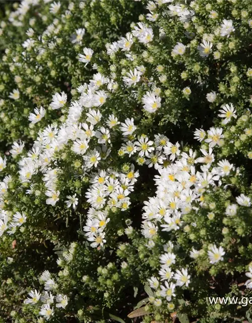 Garten-Teppich-Aster 'Snow Flurry'