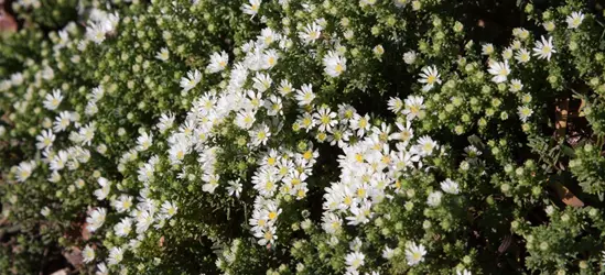 Garten-Teppich-Aster 'Snow Flurry'