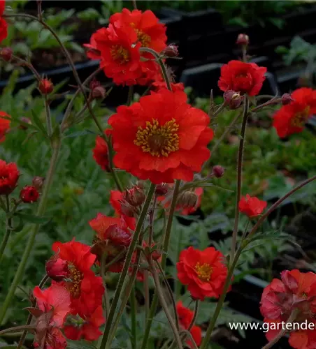 Garten-Nelkenwurz 'Rubin'