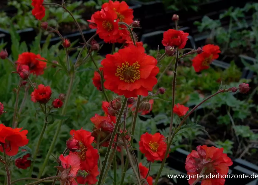 Garten-Nelkenwurz 'Rubin'