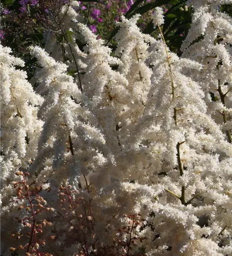 Garten-Prachtspiere 'Deutschland'