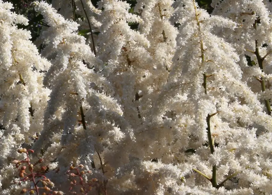 Garten-Prachtspiere 'Deutschland'