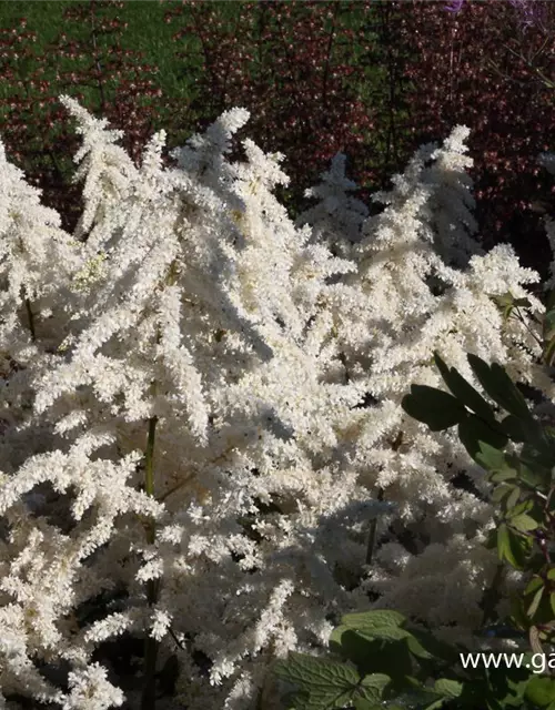 Garten-Prachtspiere 'Deutschland'