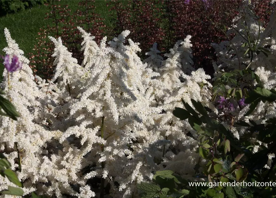 Garten-Prachtspiere 'Deutschland'