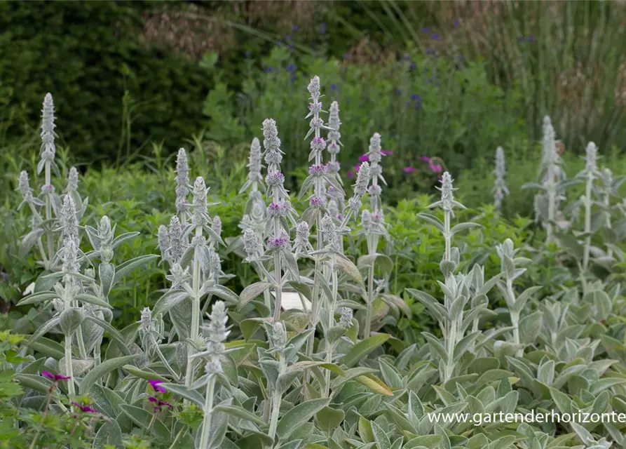 Garten-Woll-Ziest