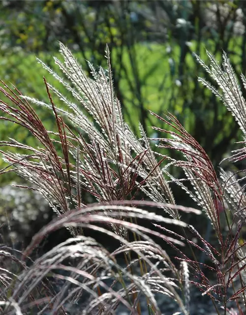 Garten-Chinaschilf