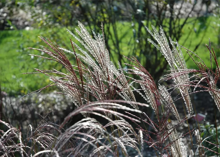 Garten-Chinaschilf