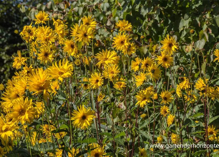 Garten-Stauden-Sonnenblume 'Monarch'