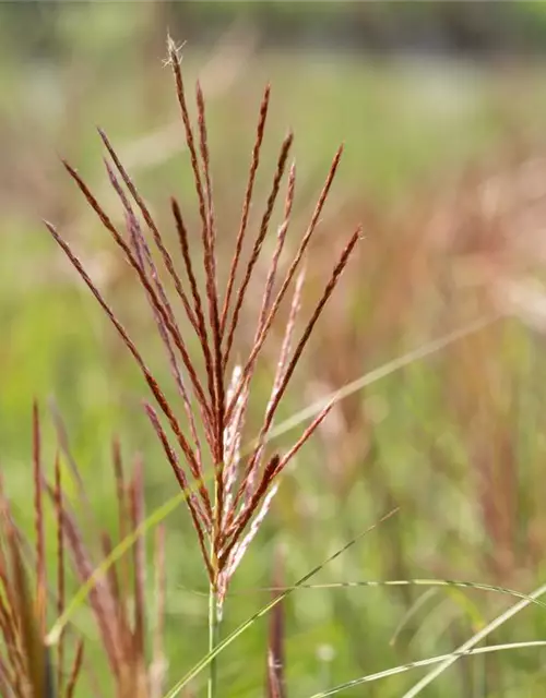 Garten-Chinaschilf