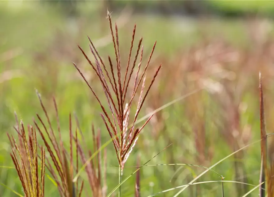 Garten-Chinaschilf