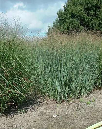 Garten-Ruten-Hirse 'Heavy Metal'