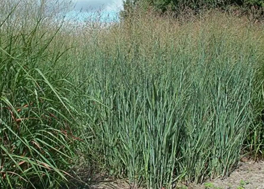 Garten-Ruten-Hirse 'Heavy Metal'