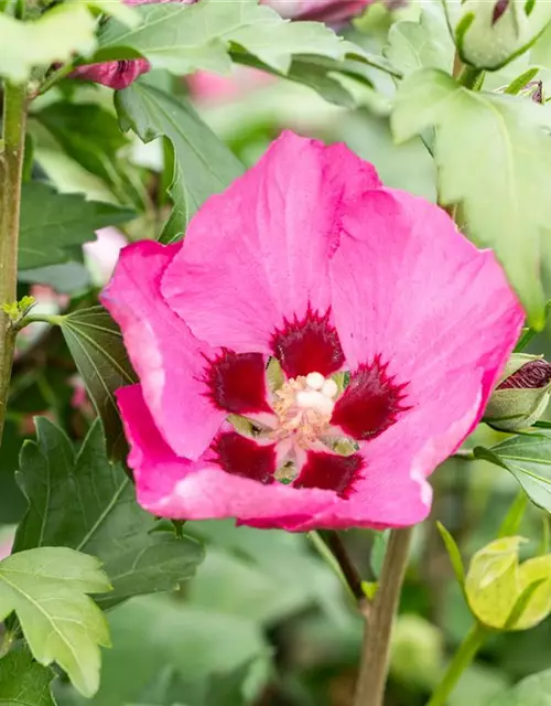 Garteneibisch 'Big Hibiskiss'®