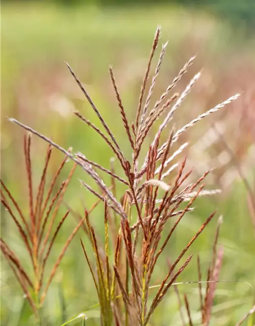 Garten-Chinaschilf