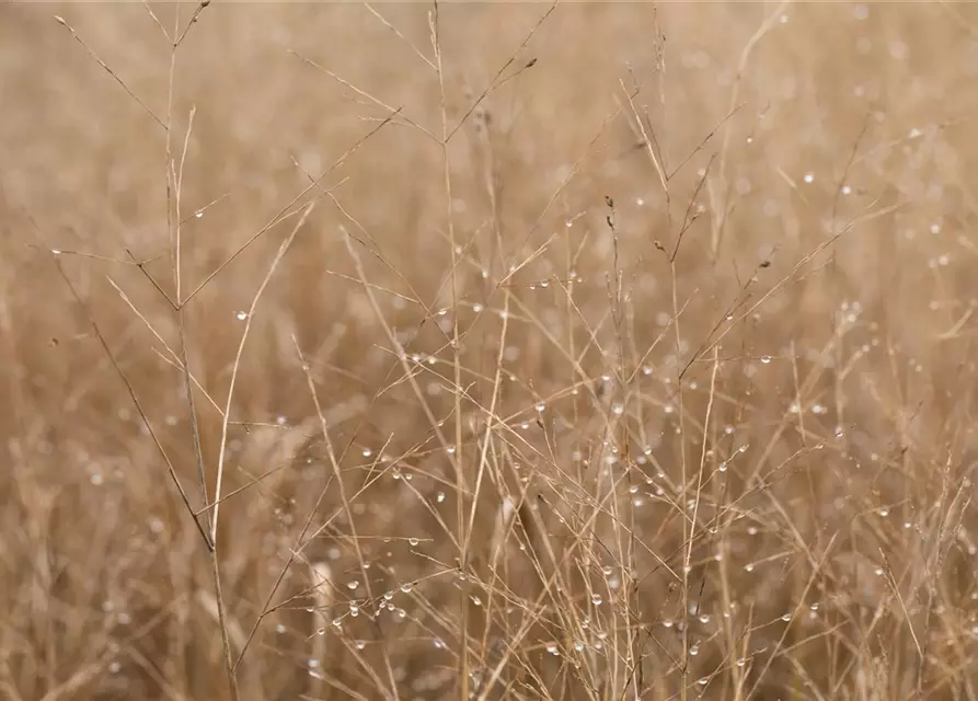 Garten-Ruten-Hirse 'Heavy Metal'