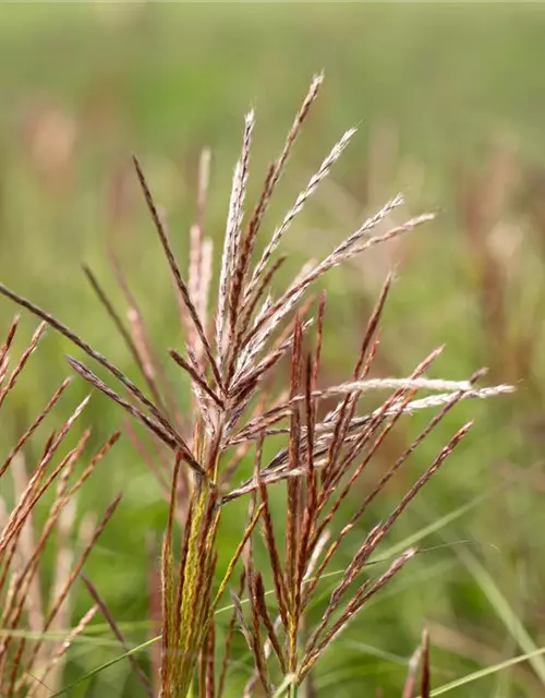 Garten-Chinaschilf