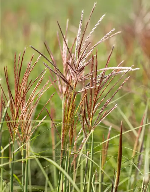 Garten-Chinaschilf