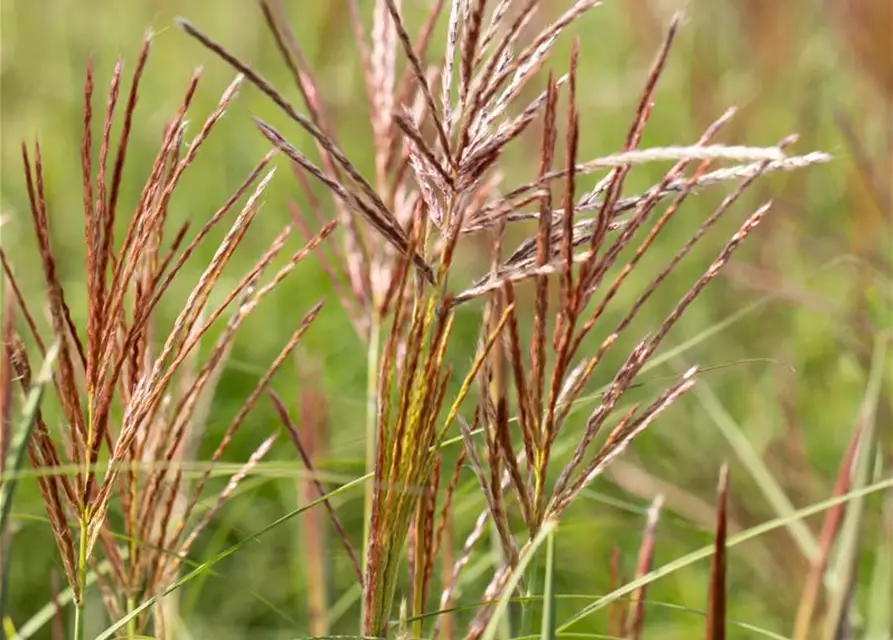 Garten-Chinaschilf