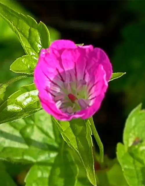 Geranium nodosum