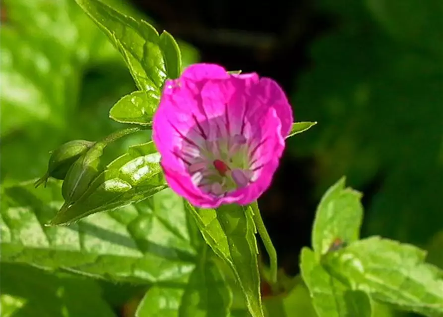 Geranium nodosum