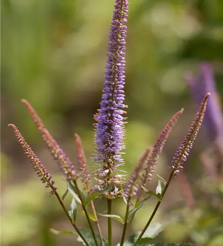 Garten-Kandelaberehrenpreis 'Cupid'