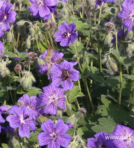 Garten-Storchschnabel 'Terre Franche'