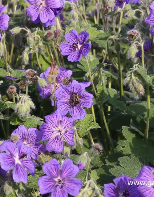 Garten-Storchschnabel 'Terre Franche'