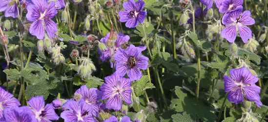 Garten-Storchschnabel 'Terre Franche'