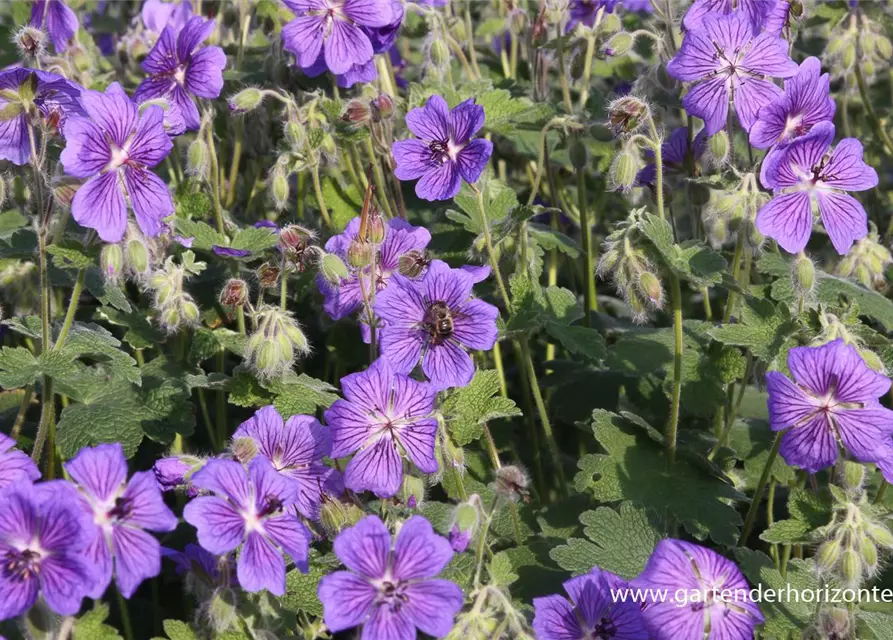 Garten-Storchschnabel 'Terre Franche'