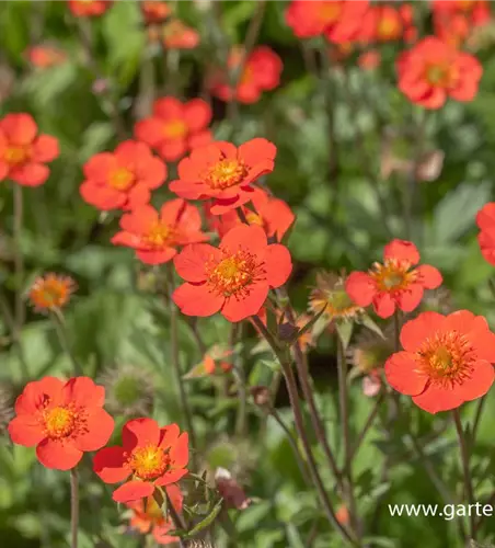 Garten-Nelkenwurz 'Borisii'