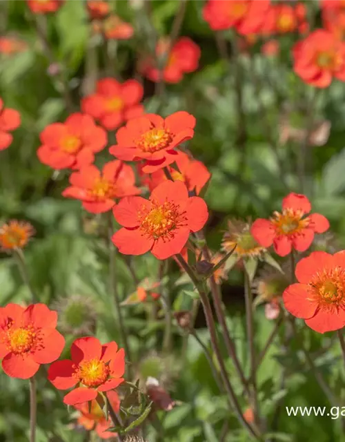 Garten-Nelkenwurz 'Borisii'