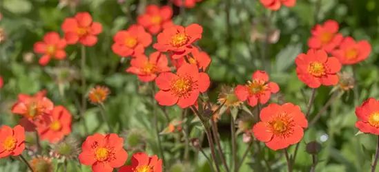 Garten-Nelkenwurz 'Borisii'