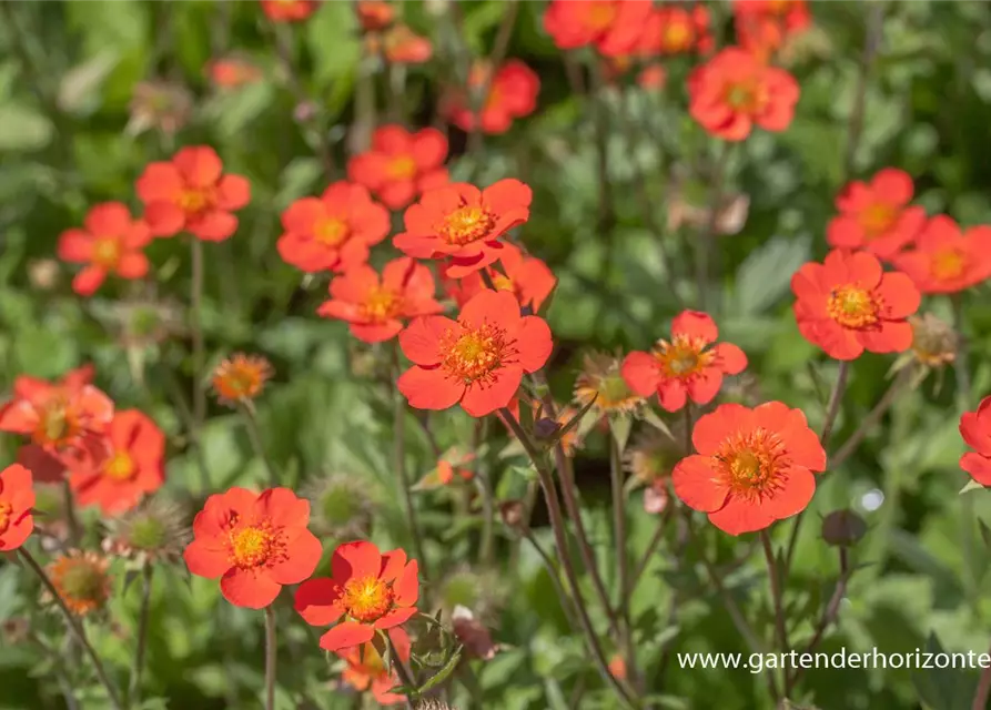 Garten-Nelkenwurz 'Borisii'