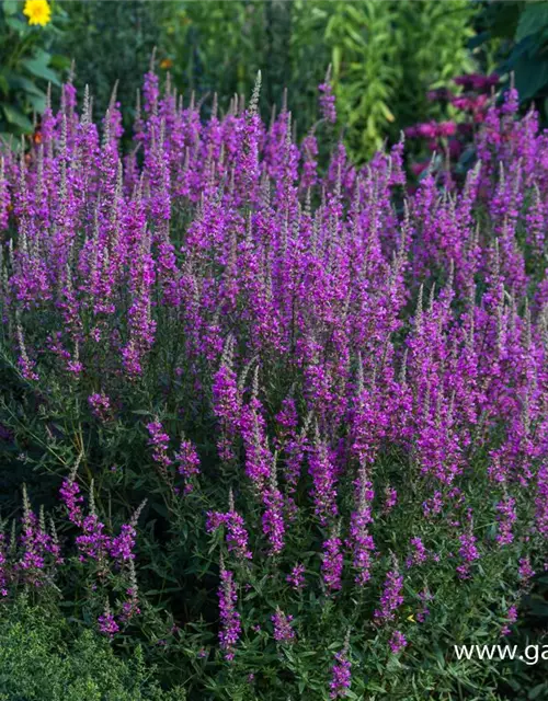 Garten-Blut-Weiderich 'Morden Pink'