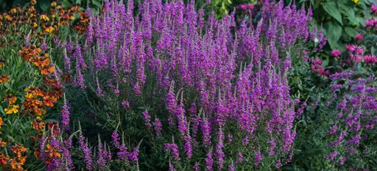 Garten-Blut-Weiderich 'Morden Pink'