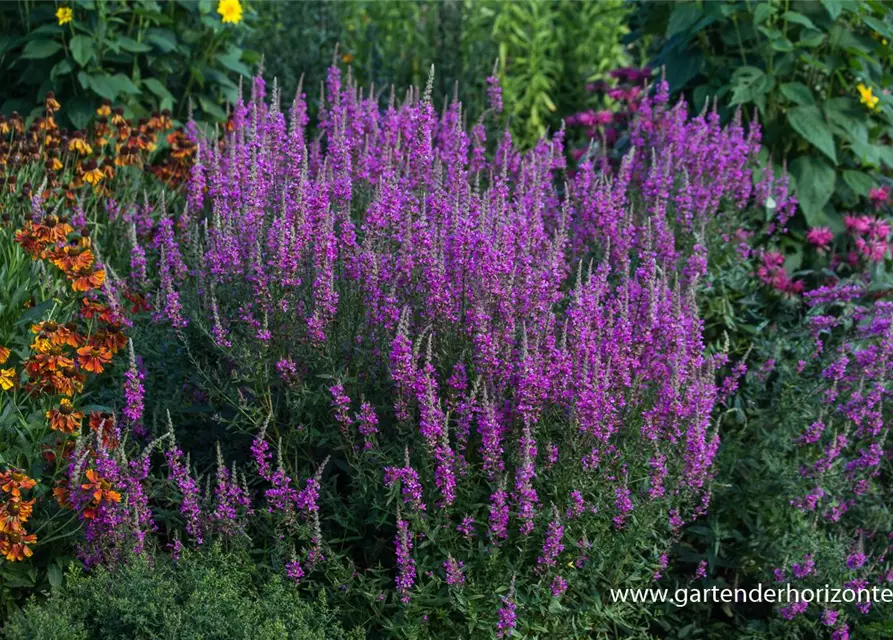 Garten-Blut-Weiderich 'Morden Pink'