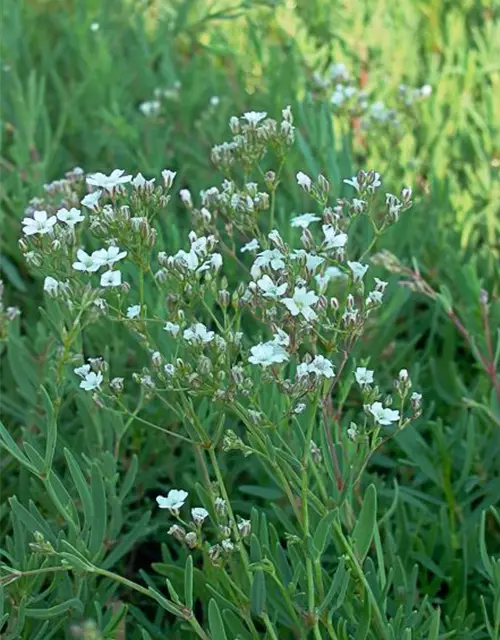 Gypsophila repens 'Filou White'