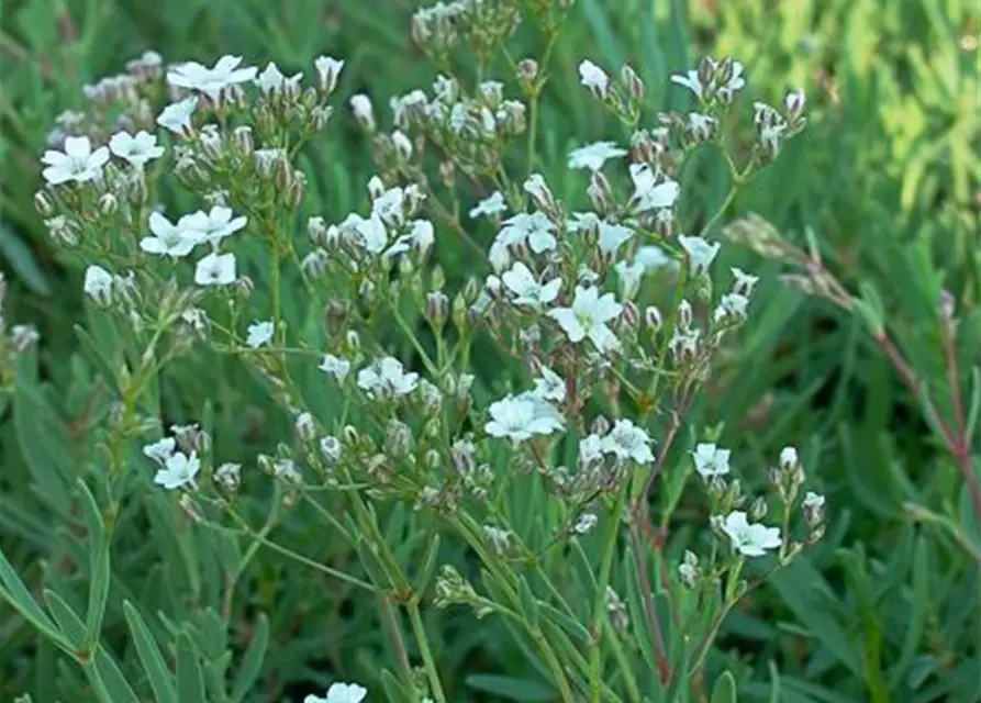 Gypsophila repens 'Filou White'