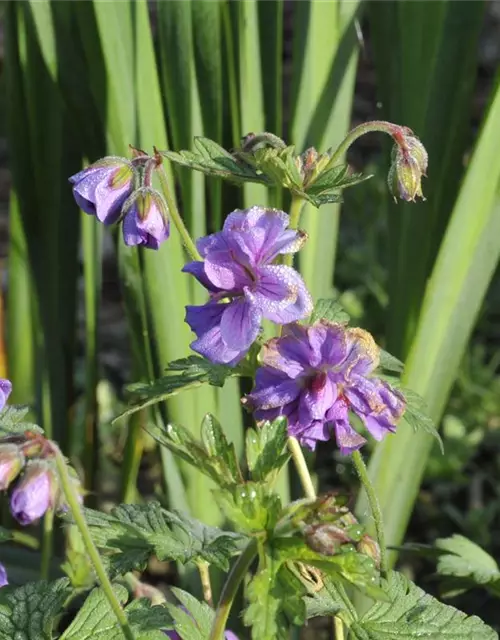 Geranium himalayense 'Plenum' (Birch Double)