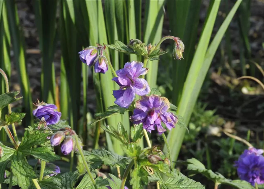 Geranium himalayense 'Plenum' (Birch Double)