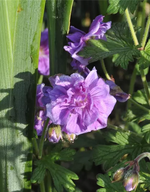 Geranium himalayense 'Plenum' (Birch Double)