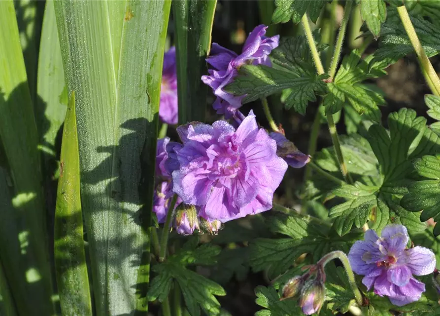 Geranium himalayense 'Plenum' (Birch Double)